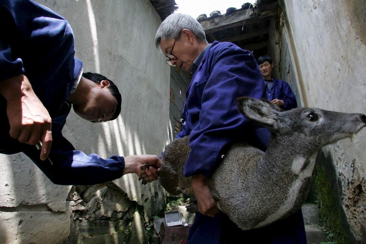 Кабарга: что это за волшебный мускус, из-за которого нехорошие люди изводят зверя?