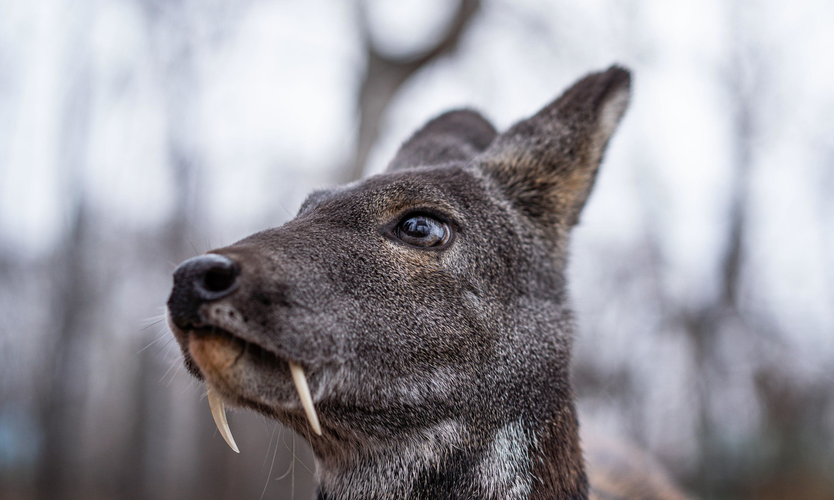Кабарга: что это за волшебный мускус, из-за которого нехорошие люди изводят зверя?