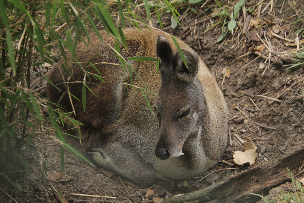 Кабарга: что это за волшебный мускус, из-за которого нехорошие люди изводят зверя?