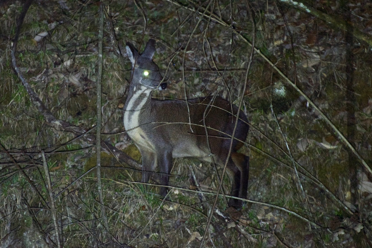 Кабарга: что это за волшебный мускус, из-за которого нехорошие люди изводят зверя?