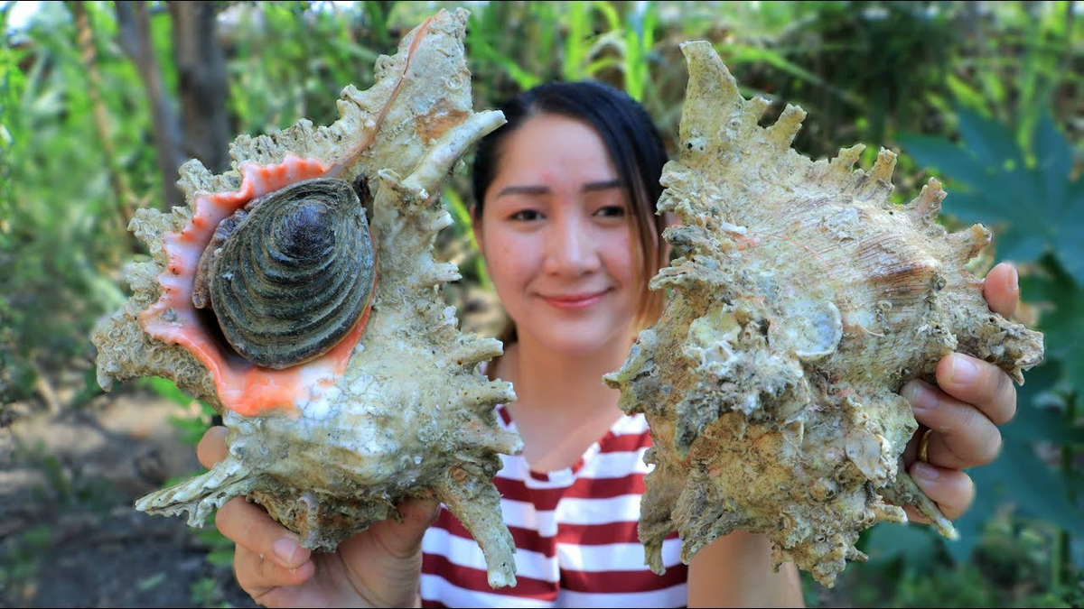 Мюрекс: кто живёт в красивейшей ракушке