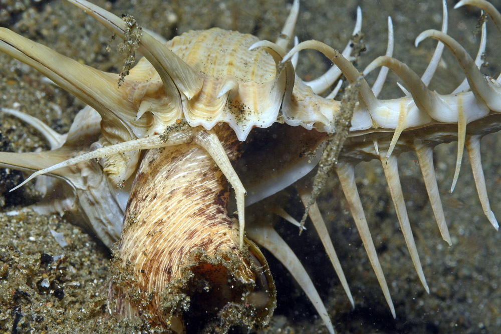 Мюрекс: кто живёт в красивейшей ракушке