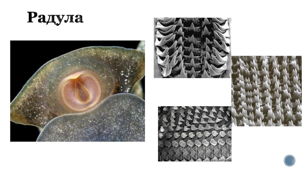 Мюрекс: кто живёт в красивейшей ракушке