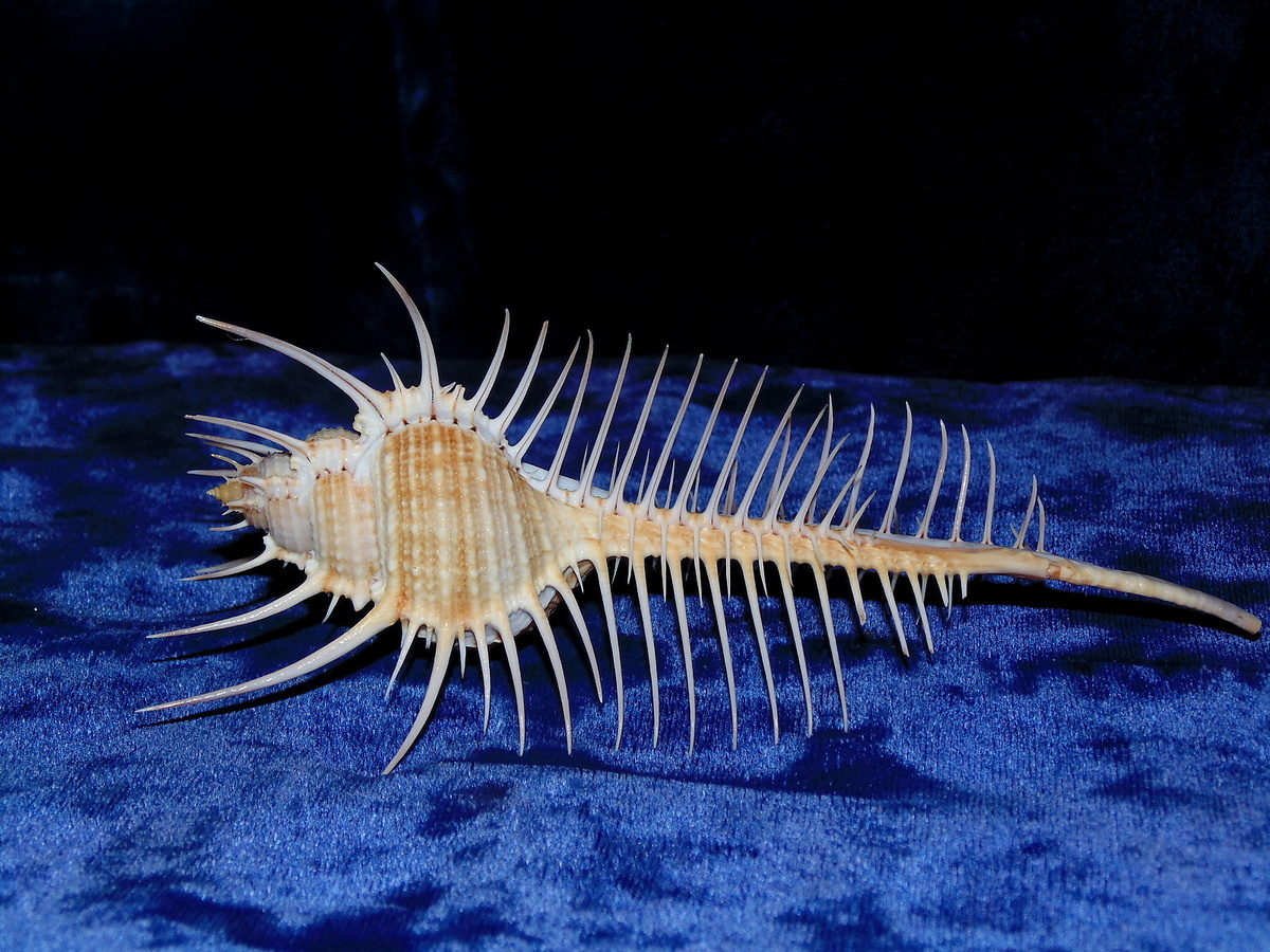 Мюрекс: кто живёт в красивейшей ракушке