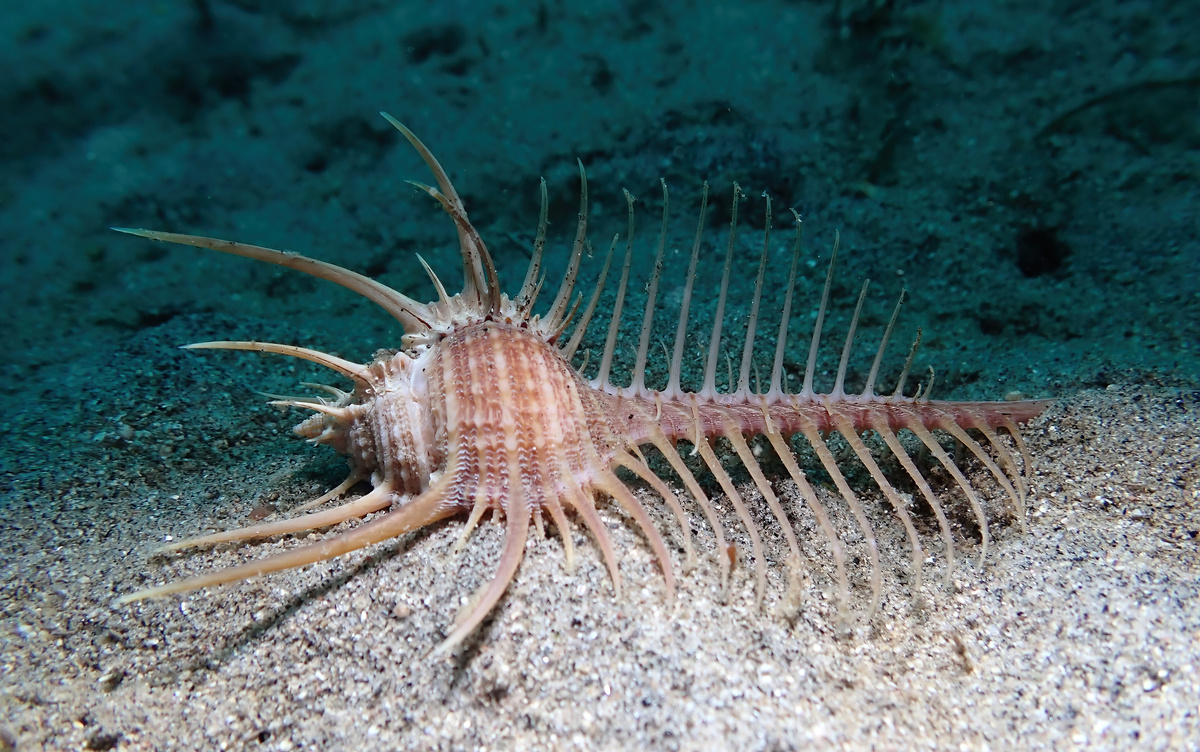 Мюрекс: кто живёт в красивейшей ракушке