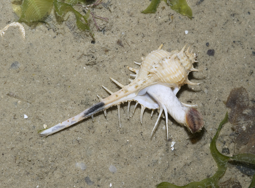 Мюрекс: кто живёт в красивейшей ракушке