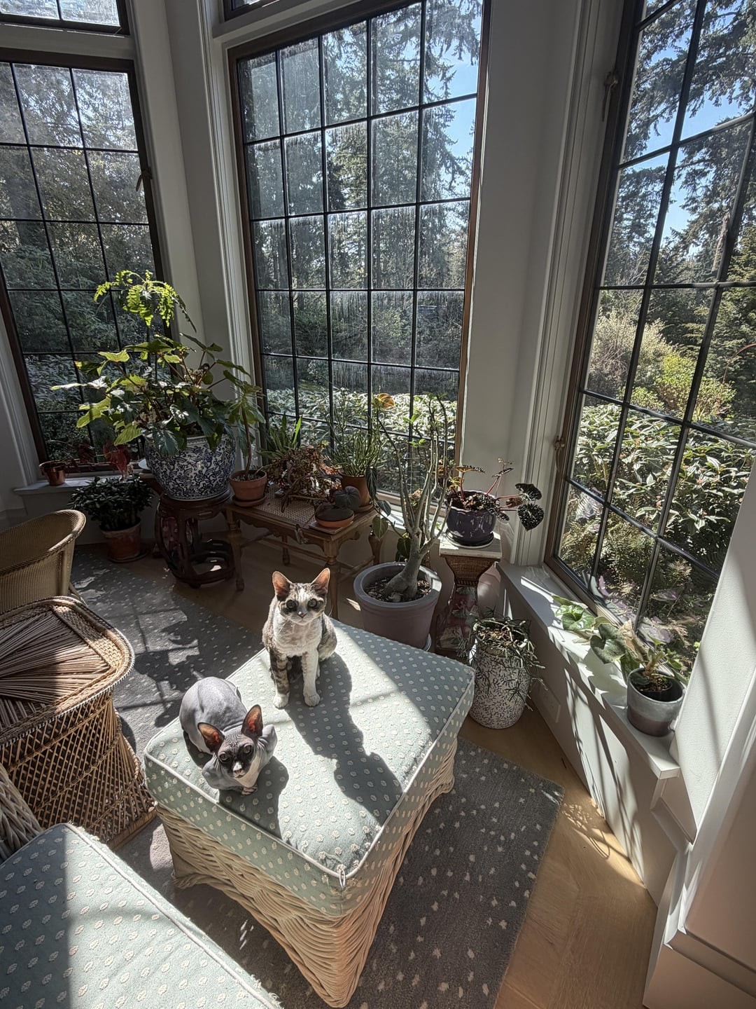 6. Главные украшения оранжереи