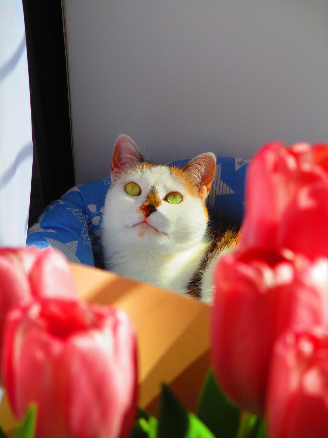 12. Тюльпанов много не бывает