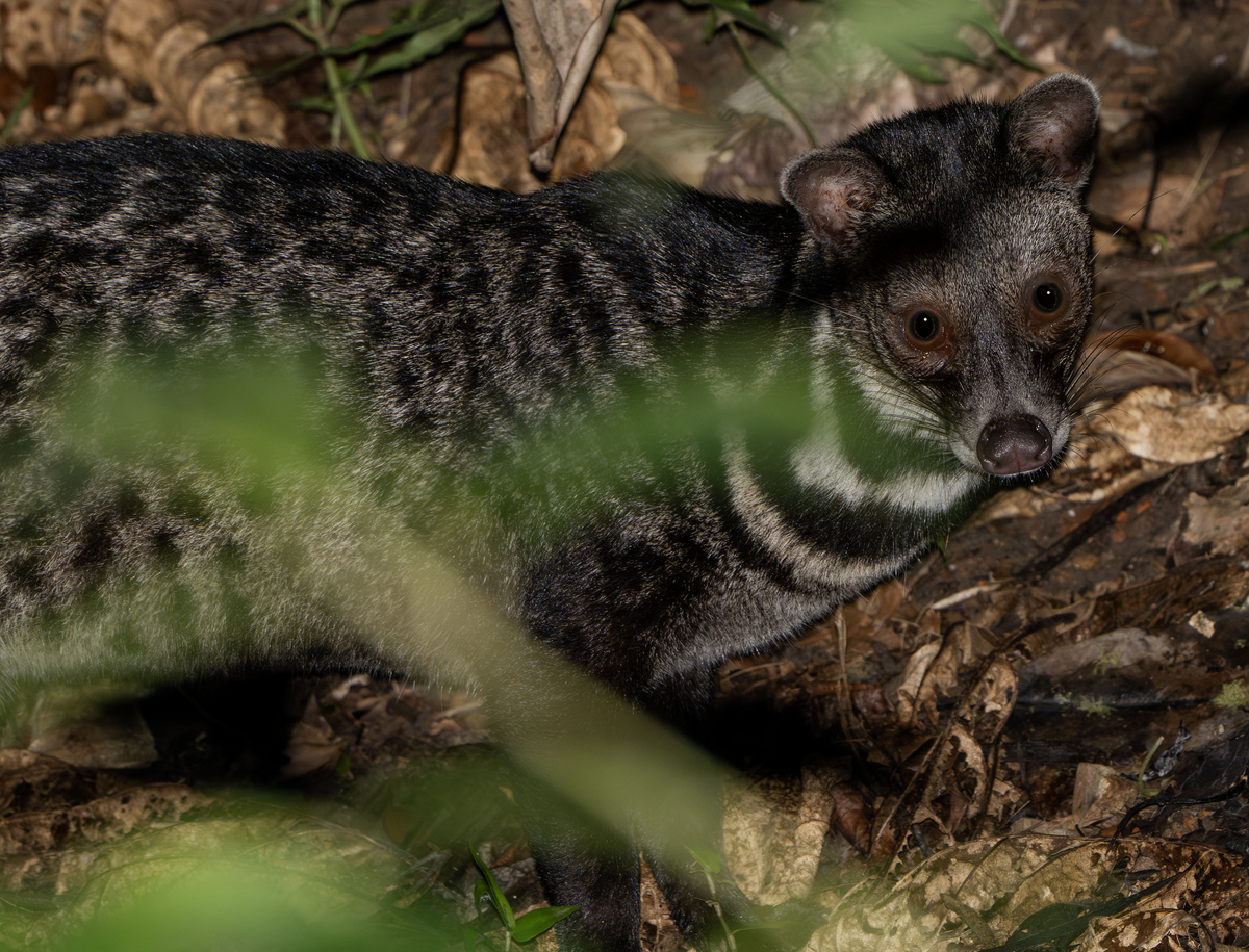 Тангалунга: между кошкой и чем-то странным