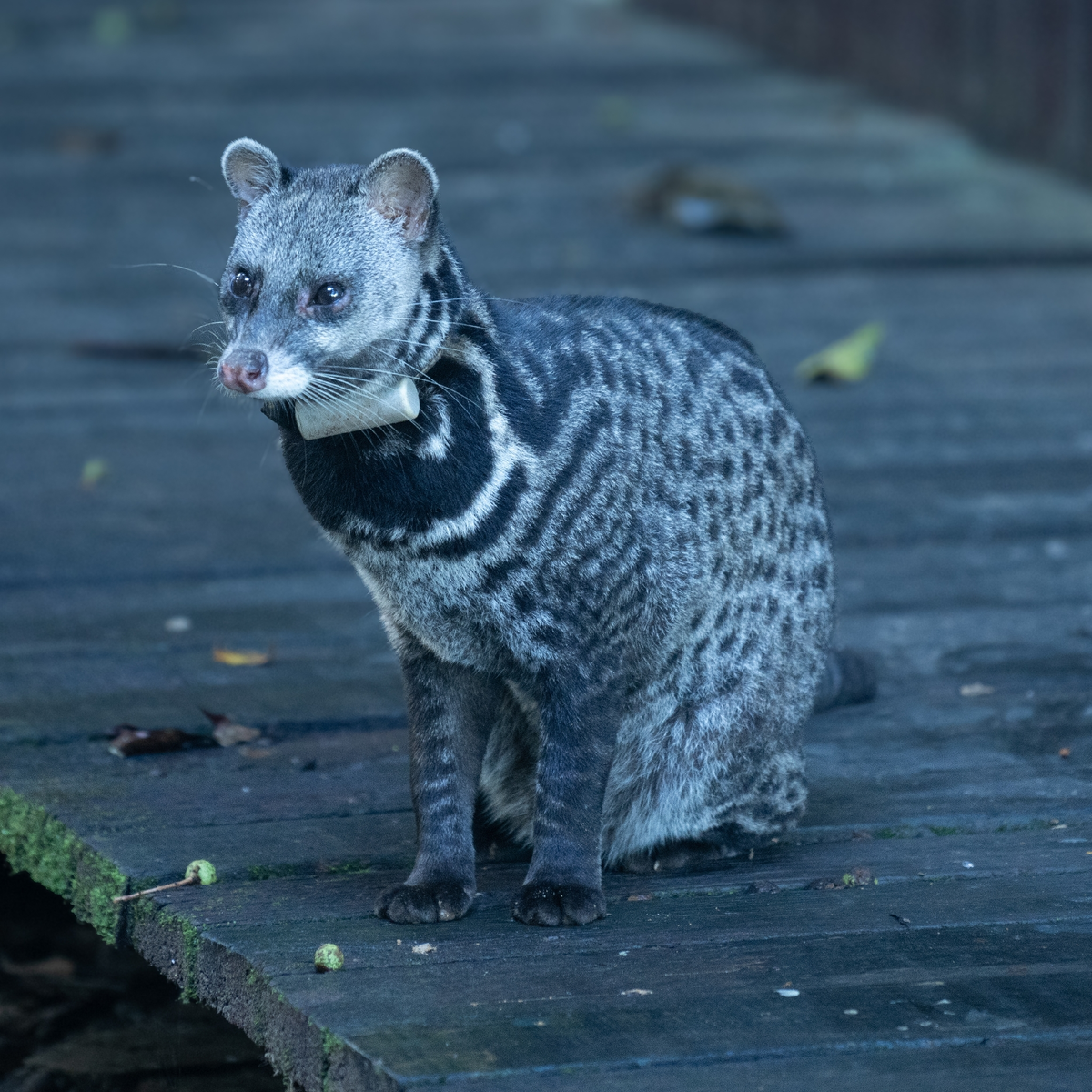 Тангалунга: между кошкой и чем-то странным