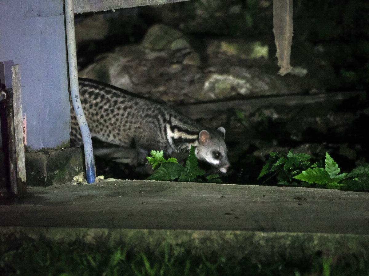 Тангалунга: между кошкой и чем-то странным