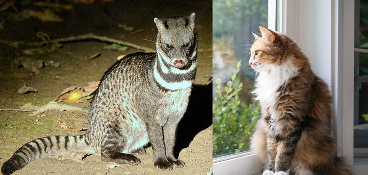 Тангалунга: между кошкой и чем-то странным