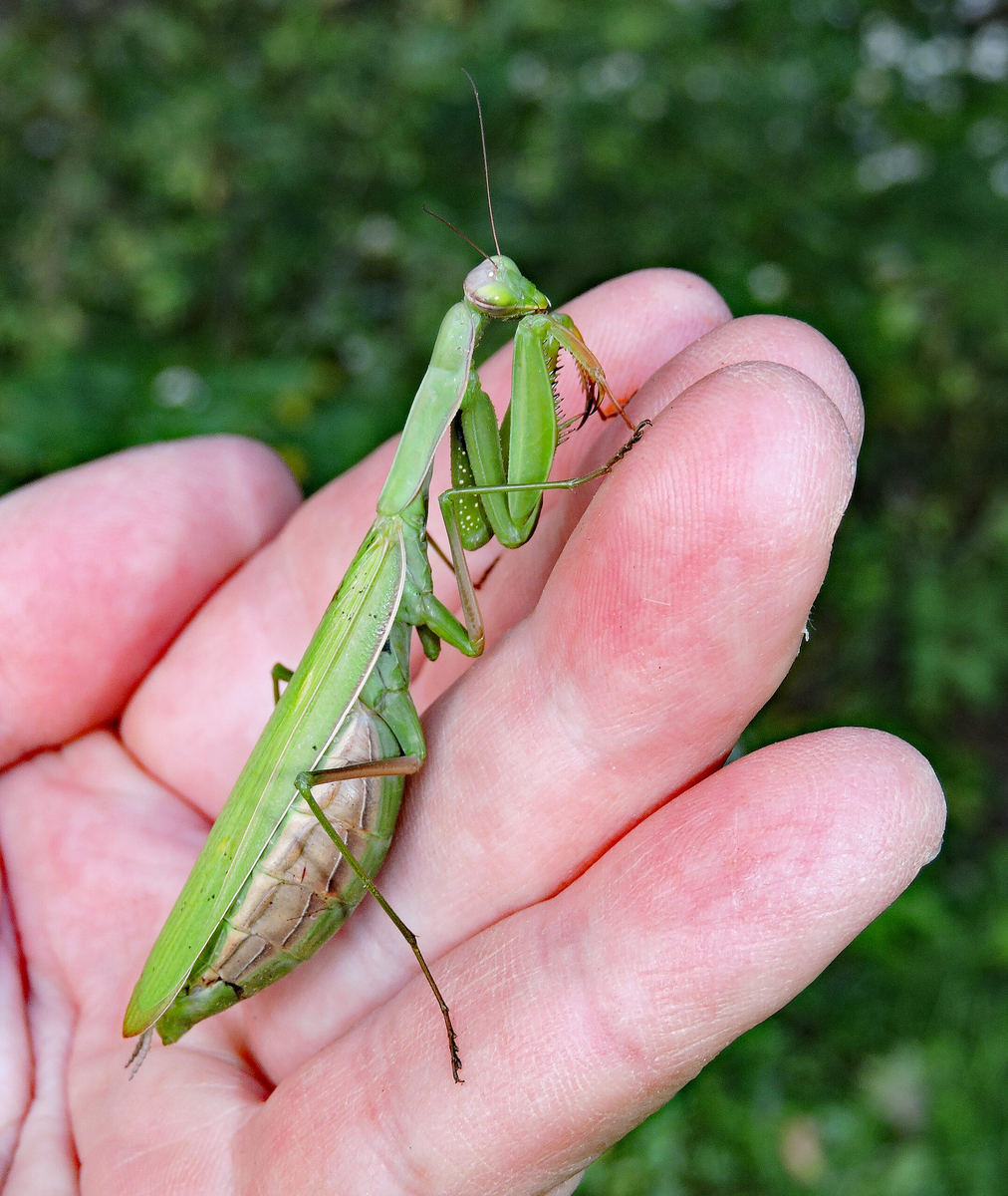 Обыкновенный богомол: почему он лучший среди всех остальных богомолов?