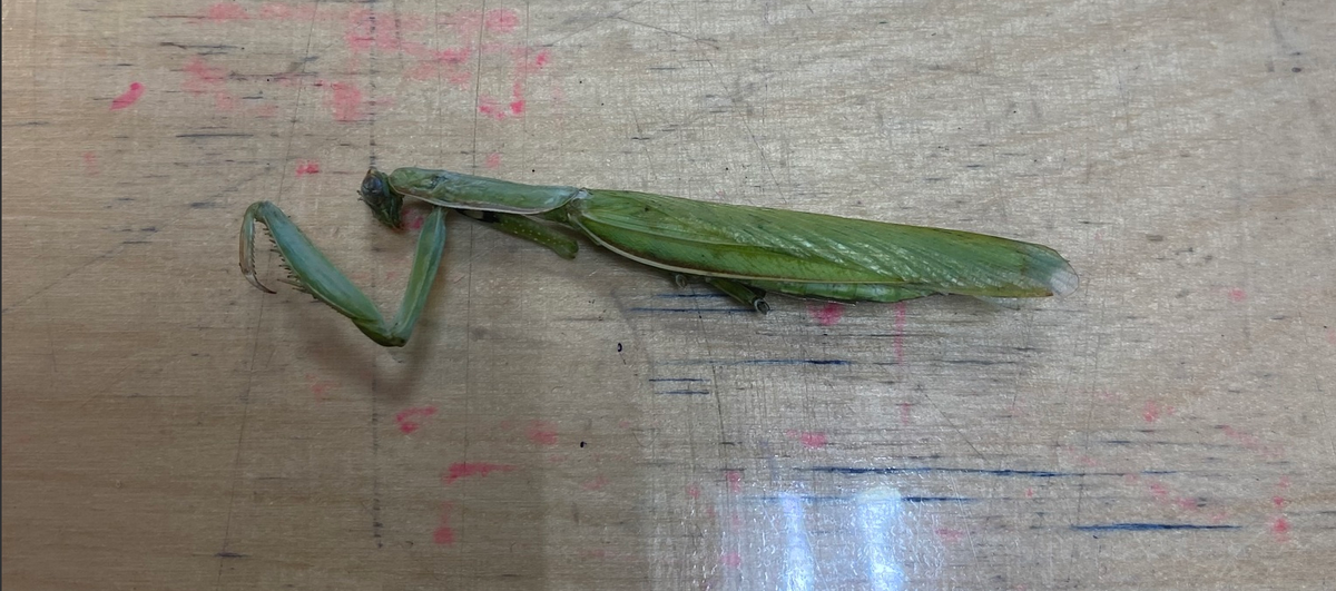 Обыкновенный богомол: почему он лучший среди всех остальных богомолов?