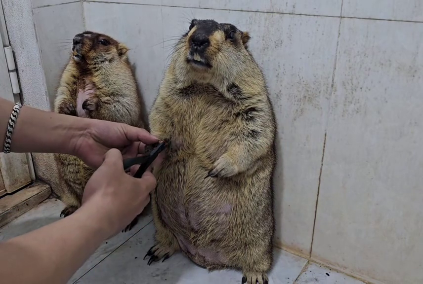 Реакция сурков на стрижку когтей