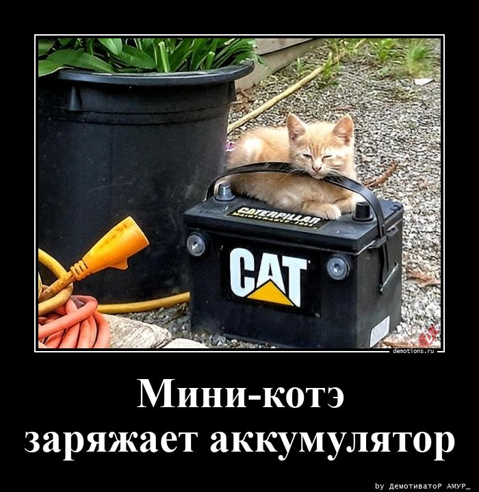 97401777545660-mini-kote-zaryazhaet-demo