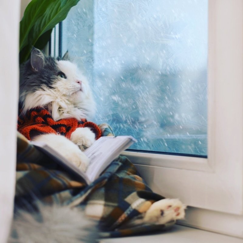 Значит, праздник у кошек.
 Моя спит сейчас на подоконнике. Дождь моросит за окном.