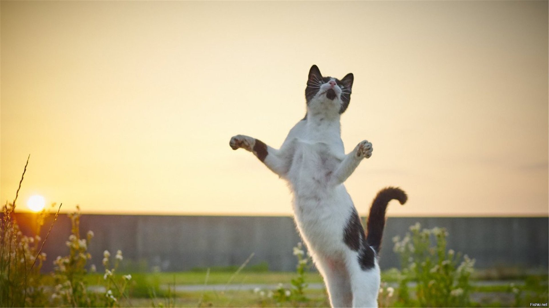 Пляшет скачет. Танцующий кот. Кошка в прыжке. Кот танцует. Грациозная кошка.