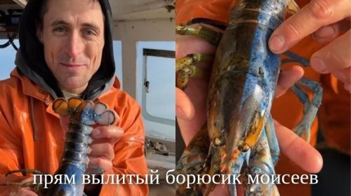 Рыбак поймал омара с мужскими и женскими половыми органами