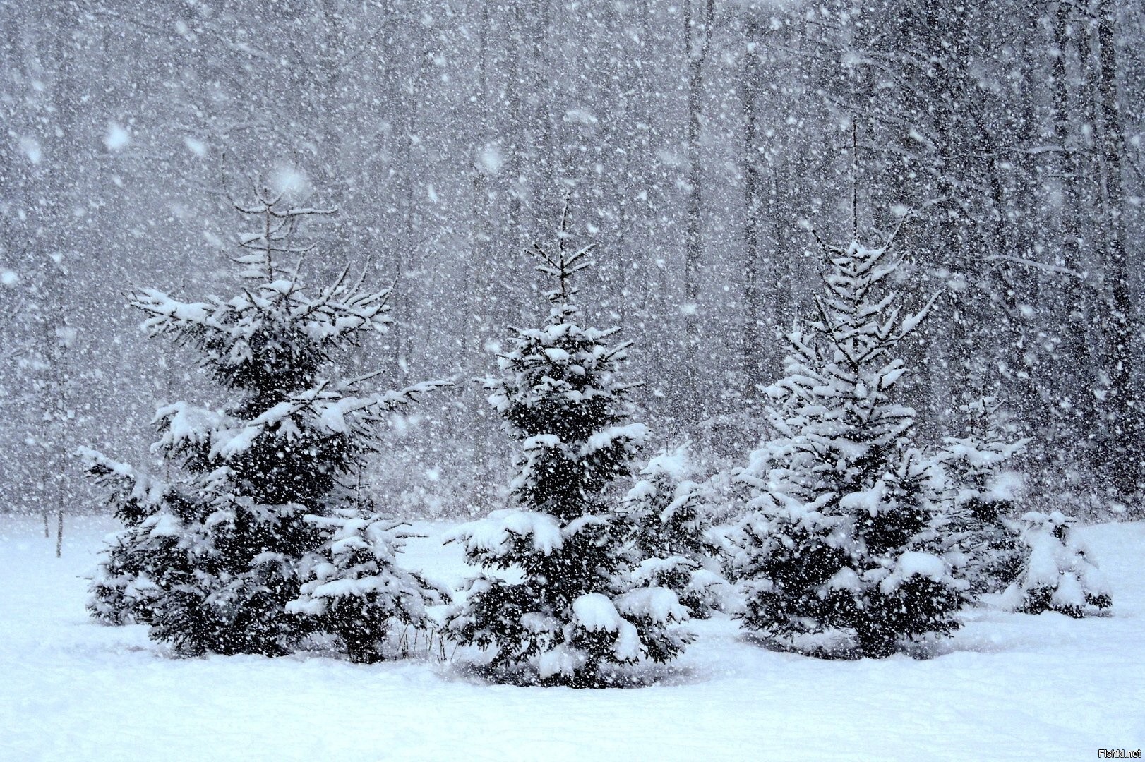 Красивый снег идет. Снег идет. Падающий снег. Снегопад в лесу. Красивый снегопад.