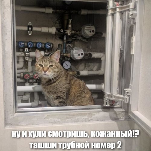 Котики-ремонтники