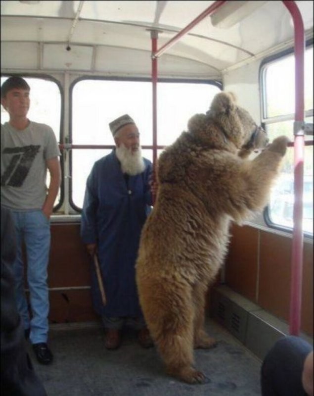 Да ладн, в России медведи вон спокойно в общественном транспорте встречаются.
Едет Миша на работу - в цирк там или на ярмарку