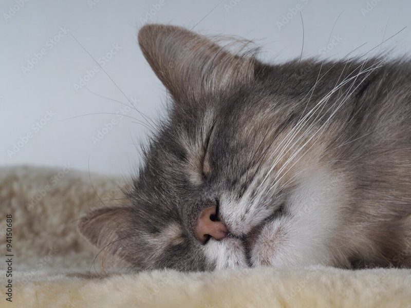 Глагол "Юганскать" - в переводе с Солянского:
постить спящих котиков...
В ответ на спящих котиков...