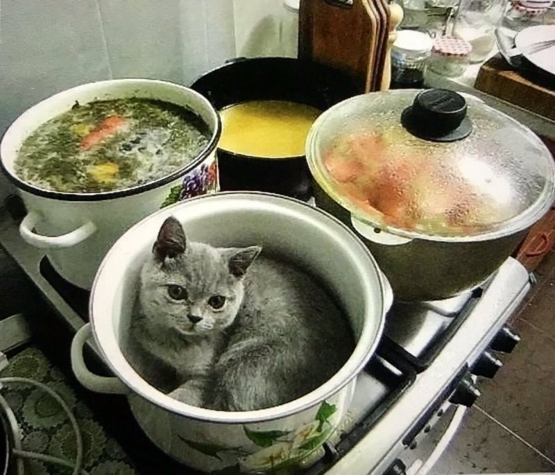 Суп с котом,он такой...