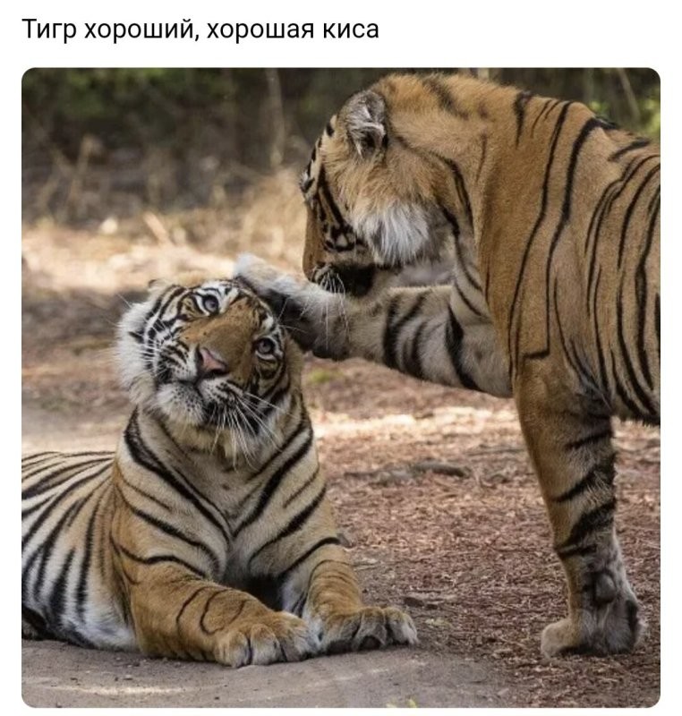 Солянка от 19.08.2024