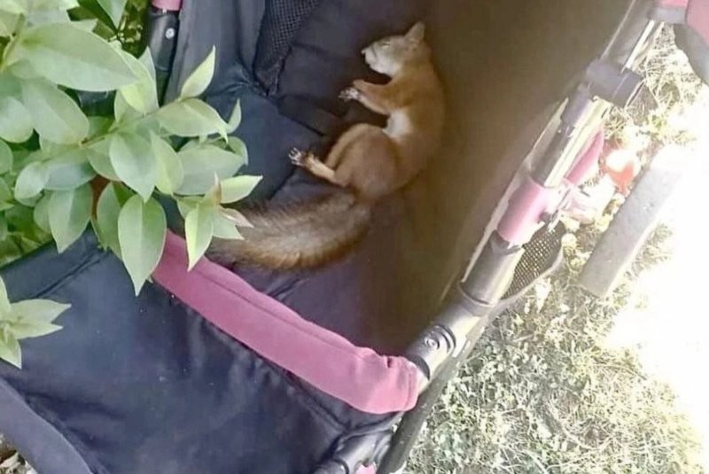 Из за таких белка без выходных пашет.