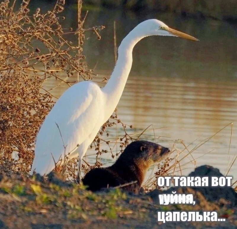Солянка от 25.08.2024