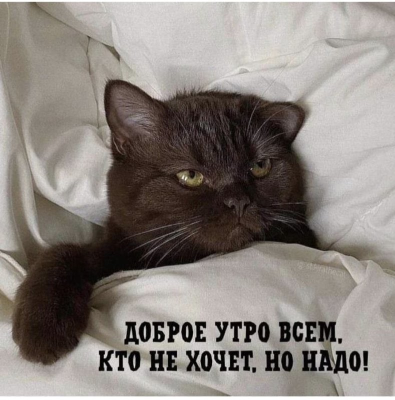 Доброе утро