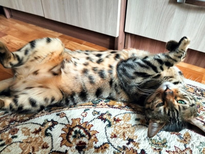Класс! 
Мой тоже так делал 
А сейчас, вот так