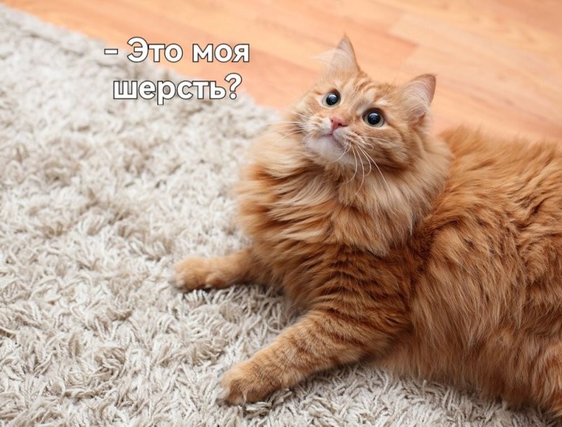 Или просто - есть кошка, пушистая.