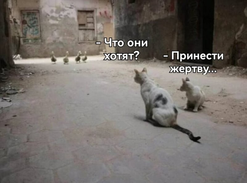 Боги не всё понимают, но им подскажут...