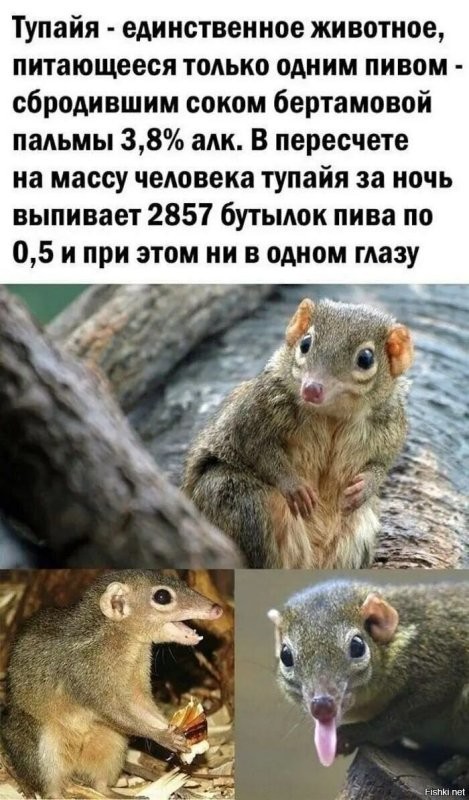 Солянка от 28.10.2024