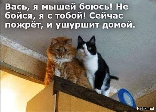 Солянка от 15.03.2025