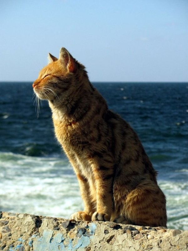 Солянка от 28.03.2025