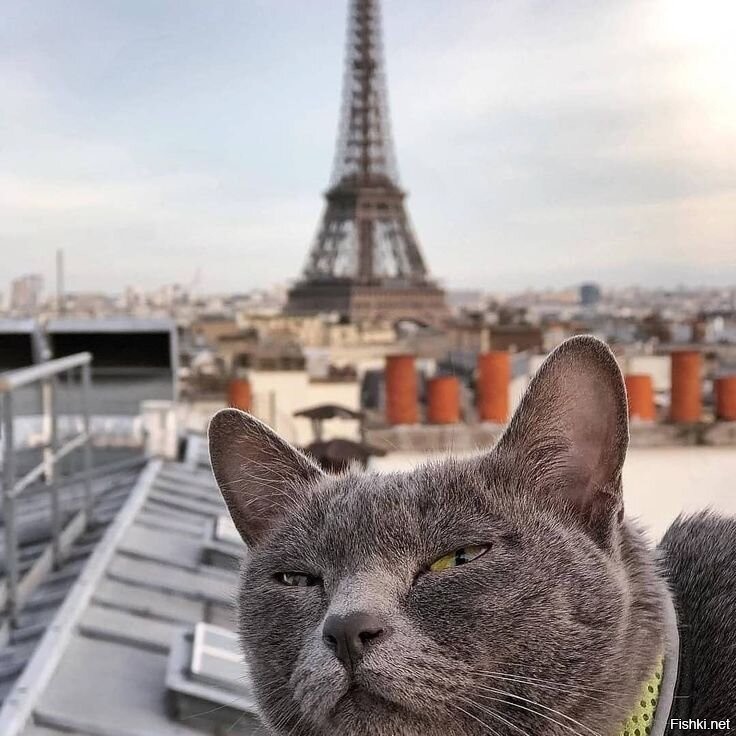 Солянка от 31.03.2025