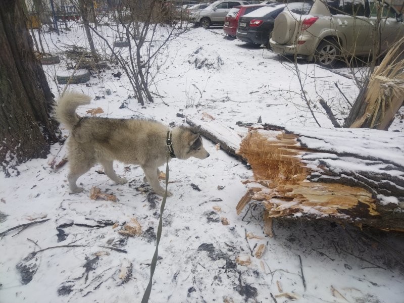 А я сегодня вышел с собакой погулять и нас во дворе вот так.