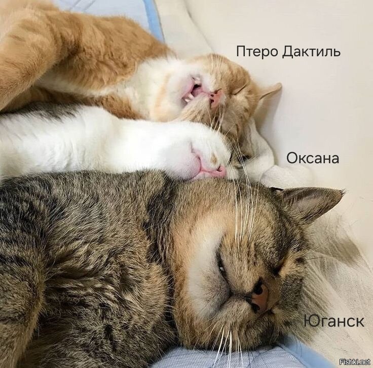 Солянка от 20.04.2025