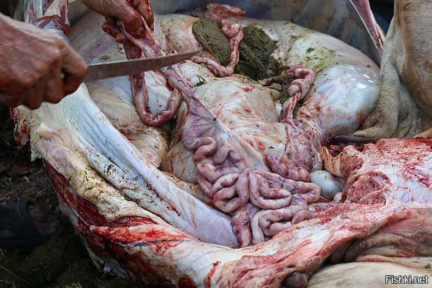 Солянка от 26.04.2025