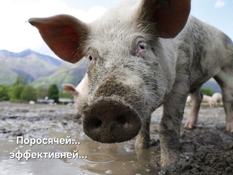 Индуисты провели обряд очищения места, оскверненного молитвой женщин-мусульманок
