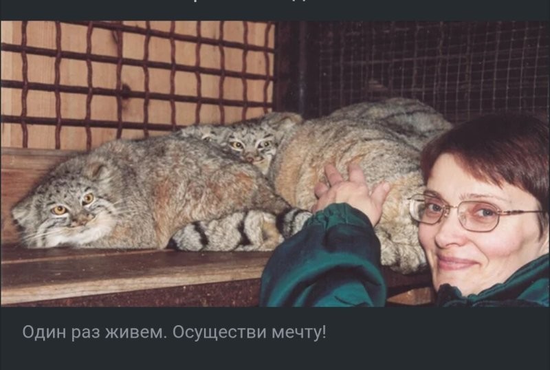 Погладь если руку не жалко