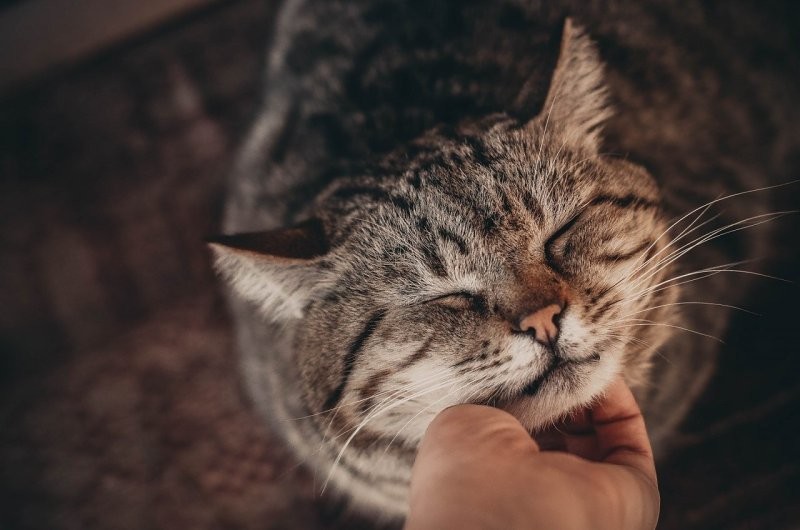 Прикиньте, если бы женские сиськи мурлыкали...
Ты их гладишь, мнешь...
А они такие урчат, урчат в ответ..