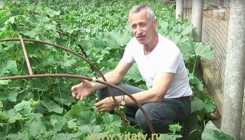 Огурец завсегда кстати.