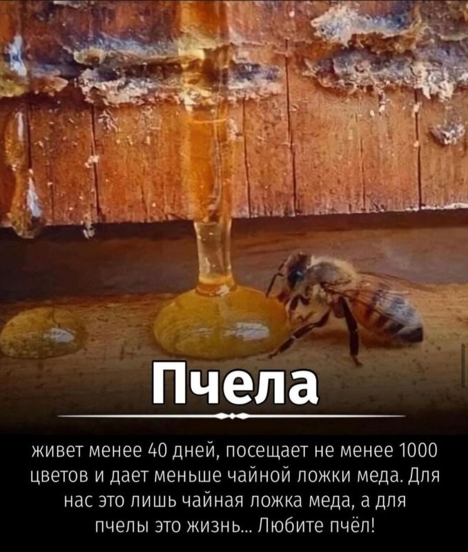 Солянка от 20.05.2025