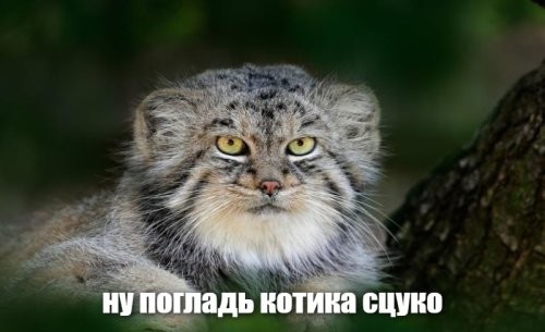 Из жизни манулов