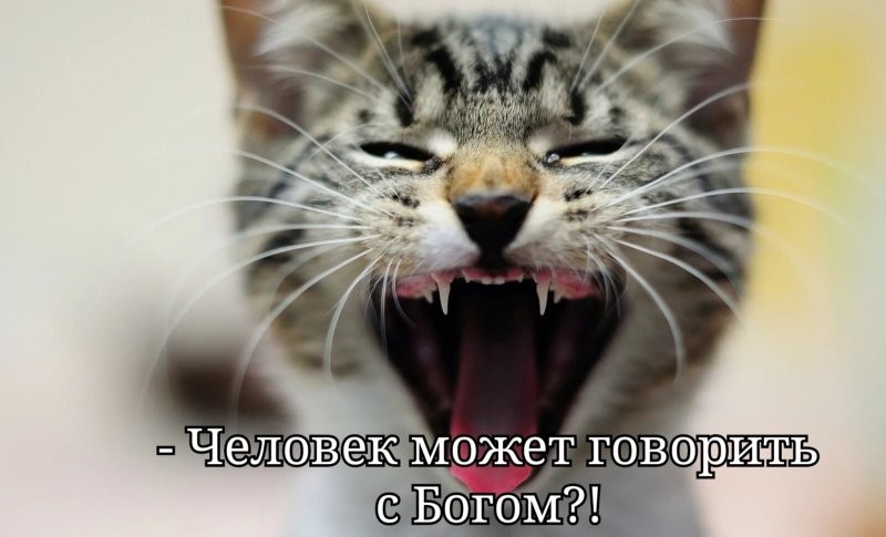 Меня всегда забавляет самомненье людей - типа разумные. Да вы даже свет видете в самом узком диапазоне! 
 Реальность дана в ощущениях.
 Ощущения зверей выше, чем у людей, а про грибы мы и растения, вообще, нифига не знаем.
