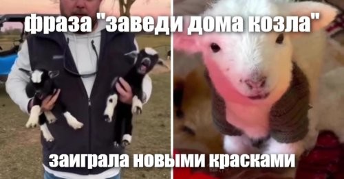 В США набирает популярность мода на козлят в качестве домашних питомцев